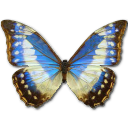 Morpho Cypress Cyanides Female Icon, Morpho Cypress Cyanides Female,Morpho Butterfly,Animal