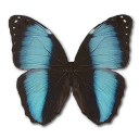 Morpho Patroclus Orestes Male Icon, Morpho Patroclus Orestes Male,Morpho Butterfly,Animal